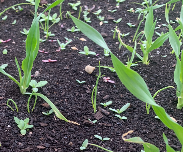 White campion, purslane and barley emerging from the soil in onions.